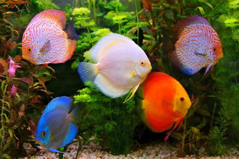 FRESHWATER FISH .